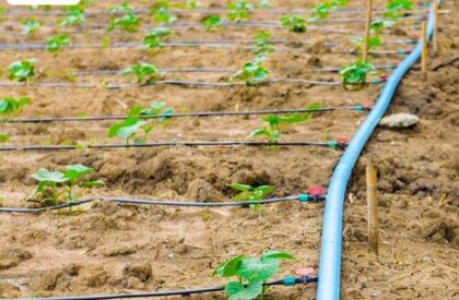 Drip-Irrigation-1-500x500 (1) Drip-Irrigation-1-500x500 (1)